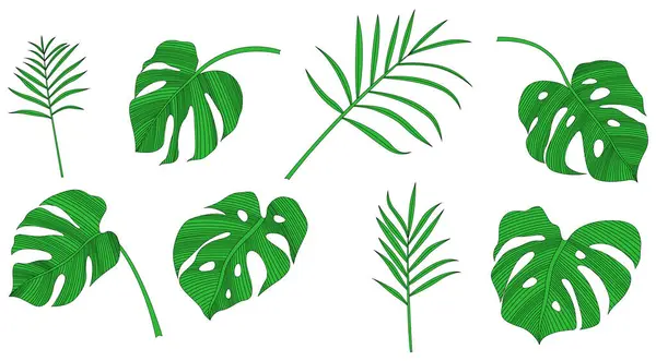 Coleção Folhas Tropicais Isoladas Sobre Fundo Branco Conjunto Ilustrações Desenhadas Ilustração De Bancos De Imagens