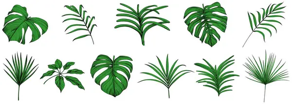 Sammlung Tropischer Blätter Isoliert Auf Weißem Hintergrund Handgezeichnetes Illustrationsset Stockvektor