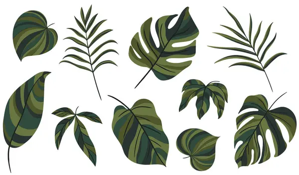 Folhas Isoladas Coleção Branca Conjunto Folhas Tropicais Ilustração Abstrata Desenhada Gráficos Vetores