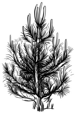 El çizimi ağaç. Çizim çizimi beyaz arkaplanda izole edildi.