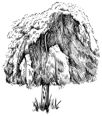 El çizimi ağaç. Çizim çizimi beyaz arkaplanda izole edildi.