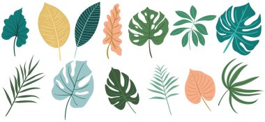 Beyaz koleksiyonda soyut renk yaprakları izole edilmiş. Tropikal yapraklar hazır. El çizimi klasik illüstrasyon.