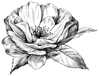 Beyaz üzerinde yaban gülü çiçeği. El çizimi botanik klasik illüstrasyon.