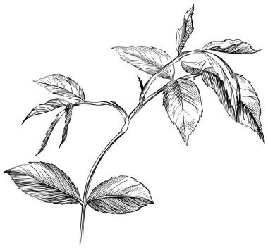 Gül yaprakları beyazın üzerinde yalıtılmış. El çizimi klasik taslak.