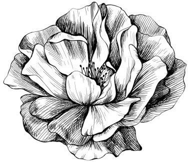 Beyaz üzerinde yaban gülü çiçeği. El çizimi botanik klasik illüstrasyon.