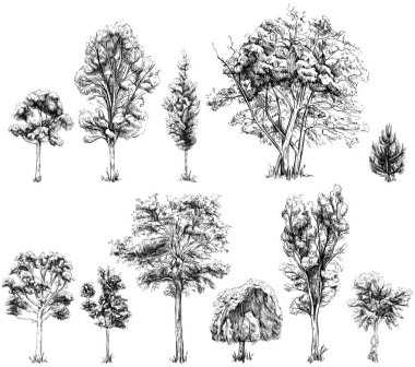Elle çizilmiş ağaç koleksiyonu. Resim çizimi beyaz arkaplan setinde izole edildi.