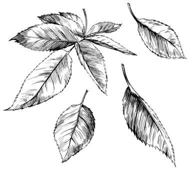 Beyaz gül yaprağı izole edilmiş. El çizimi klasik illüstrasyon.