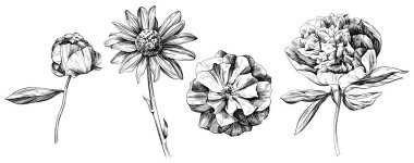 Çiçek bitkisi seti. Yabani çiçek koleksiyonu izole etti. Beyaz arkaplanda siyah ve beyaz işlemeli mürekkep çizimi.