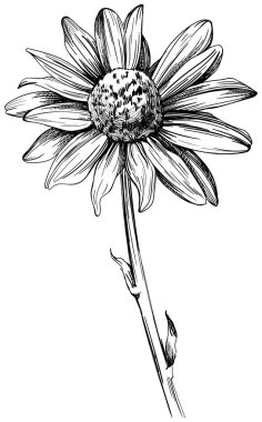 Botanik çiçeği. Vahşi bahar çiçekleri izole edilmiş. Siyah beyaz işlemeli mürekkep sanatı. Beyaz arkaplan el üzerine izole illüstrasyon ögesi çizildi.