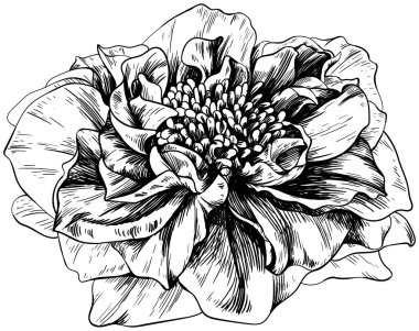 Beyaz üzerinde yaban gülü çiçeği. El çizimi botanik klasik illüstrasyon.