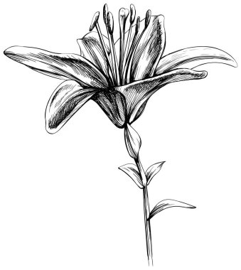 Çiçek beyazda izole edilmiş. El çizimi klasik kır çiçeği çizimi.