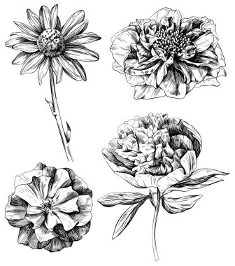 Çiçek bitkisi seti. Yabani çiçek koleksiyonu izole etti. Beyaz arkaplanda siyah ve beyaz işlemeli mürekkep çizimi.