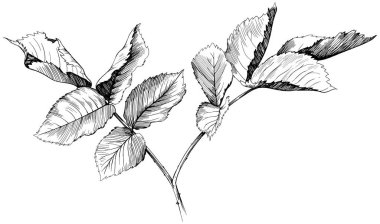 Beyaz gül yaprağı izole edilmiş. El çizimi klasik illüstrasyon.