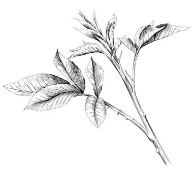 Gül çiçekli botanik dalı. Vahşi bahar yapraklı kır çiçeği izole edilmiş. Siyah beyaz işlemeli mürekkep sanatı. Beyaz arkaplanda izole illüstrasyon ögesi.