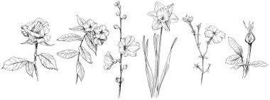 Vahşi çiçek seti eskizi. Siyah beyaz işlemeli mürekkep sanatı. Beyaz arkaplan koleksiyonunda izole illüstrasyon ögesi.