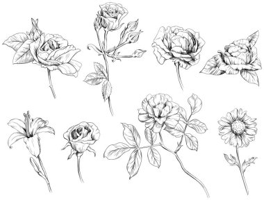 El çizimi gül çiçekleri, tomurcuklar ve yapraklar beyaz arka planda izole. Kır çiçekleri koleksiyonu.