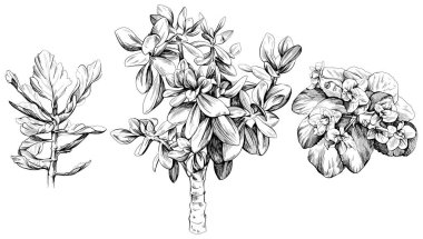 Kapalı ev bitkisi arka plan seti için izole edilmiş illüstrasyon. Botanik bitki sanatı el yapımı koleksiyonu.