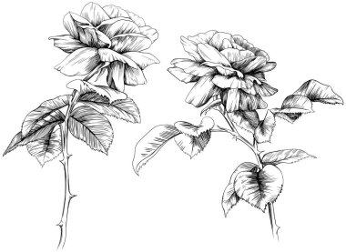 Beyaz arka planda el çizimi gül çiçekleri ve yapraklar. Kır çiçekleri koleksiyonu.