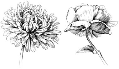 El çizimi bitkisel çiçekler. Vahşi bahar yapraklı kır çiçeği beyazın üzerinde izole edilmiş. Siyah beyaz işlemeli mürekkep sanatı..