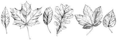 El yapımı sonbahar yaprakları. Siyah beyaz işlemeli mürekkep koleksiyonu. Beyaz arkaplanda izole edilmiş yaprak illüstrasyon ögesi.