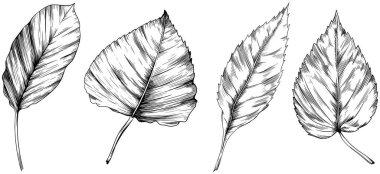 El yapımı sonbahar yaprakları. Siyah beyaz işlemeli mürekkep koleksiyonu. Beyaz arkaplanda izole edilmiş yaprak illüstrasyon ögesi.