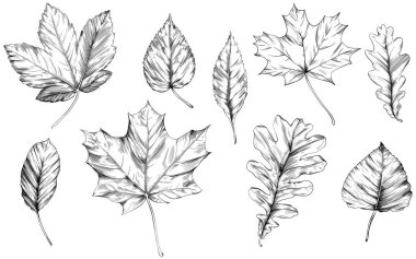 El yapımı sonbahar yaprakları. Siyah beyaz işlemeli mürekkep koleksiyonu. Beyaz arkaplanda izole edilmiş yaprak illüstrasyon ögesi.