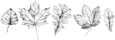 El yapımı sonbahar yaprakları. Siyah beyaz işlemeli mürekkep koleksiyonu. Beyaz arkaplanda izole edilmiş yaprak illüstrasyon ögesi.