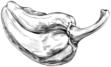 Biberli el çizimi. Siyah beyaz işlemeli mürekkep sanatı. Beyaz arkaplanda izole edilmiş kırmızı biber çizimi ögesi.