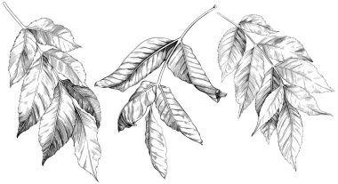 El yapımı yapraklar hazır. Siyah ve beyaz işlemeli mürekkep koleksiyonu. Beyaz arkaplanda izole edilmiş yaprak illüstrasyon ögesi.