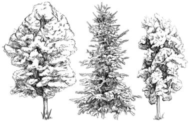 Beyaz arkaplana izole edilmiş el çizimi klasik ağaç taslak koleksiyonu.