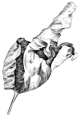 Elle çizilmiş kuru yapraklar. Siyah beyaz işlemeli mürekkep. Beyaz arkaplanda izole edilmiş ayrıntılı yaprak illüstrasyon ögesi.