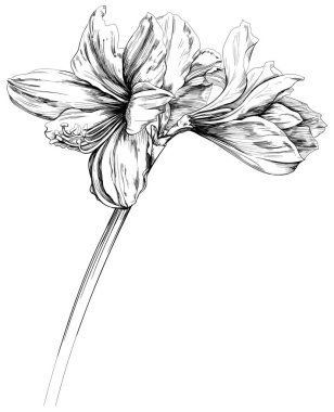 Çiçek beyazda izole edilmiş. El çizimi mürekkep çizimi vintage biçimi.