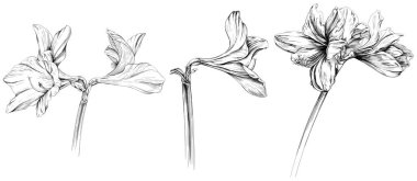 Bitki bitkisi çiçekleri. Vahşi bahar yapraklı kır çiçeği izole edilmiş. Siyah beyaz işlemeli mürekkep sanatı. Beyaz arkaplanda izole edilmiş el çizimi çizimi ögesi.