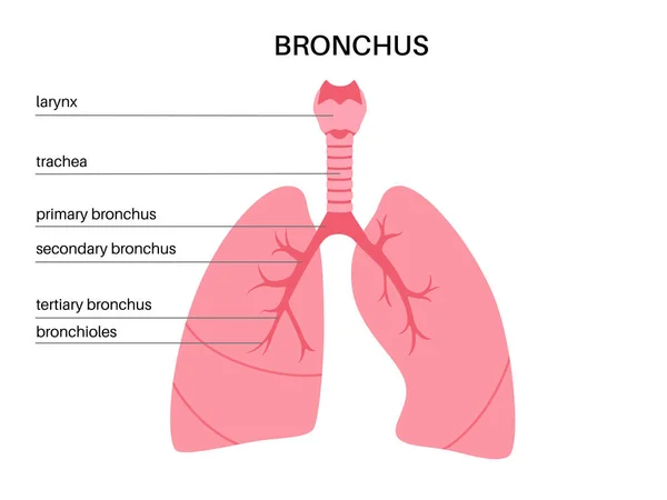 Plakat Anatomiczny Bronchusa Drogi Oddechowe Dolnych Dróg Oddechowych Płuc Krtani — Wektor stockowy