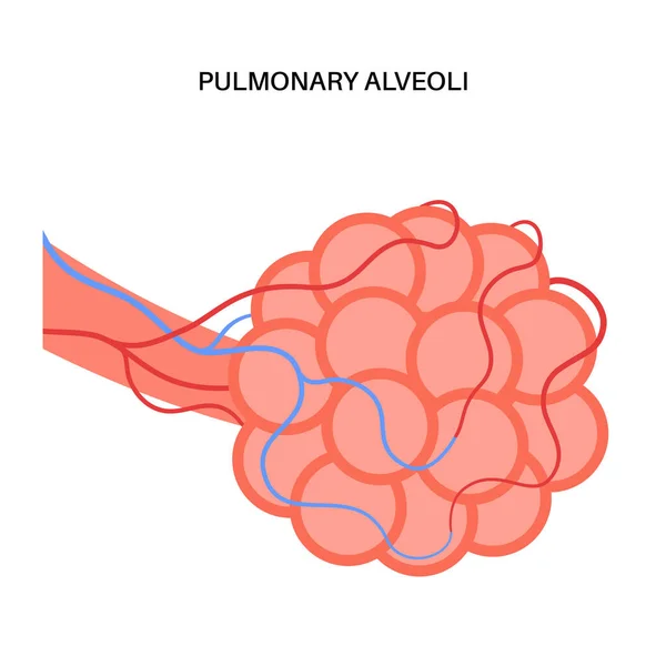 Plicní Alveoly Konci Průdušek Anatomický Plakát Lidského Dýchacího Ústrojí Proces — Stockový vektor