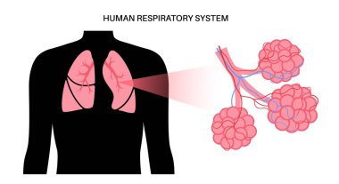 İnsan solunum sistemi anatomik posteri. Ciğerler, bronşiyoller ve erkek siluetinde pulmoner alveoller. Nefes alma süreci. Eğitim diyagramı, klinik ya da hastane vektör illüstrasyonu pankartı