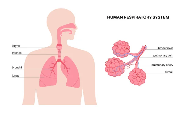 Cartaz Anatómico Sistema Respiratório Humano Pulmões Bronquíolos Alvéolos Pulmonares Silhueta —  Vetores de Stock
