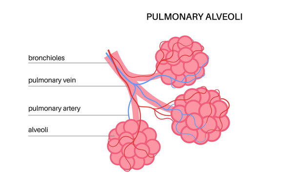 Легочные альвеолы в конце бронхиол. Анатомический плакат дыхательной системы человека. Процесс дыхания. Структура легких и бронхов. Диаграмма образования для векторной иллюстрации клиники