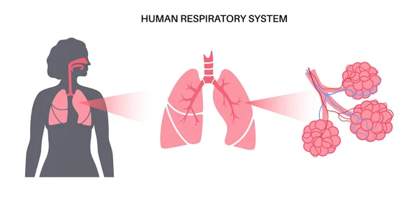 Plakat Anatomiczny Ludzkiego Układu Oddechowego Płuca Oskrzela Pęcherzyki Płucne Kobiecej — Wektor stockowy