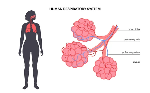 Легочные Альвеолы Конце Бронхиол Анатомический Плакат Дыхательной Системы Человека Процесс — стоковый вектор