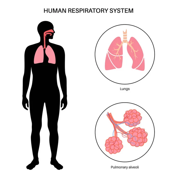 stock vector Human respiratory system anatomical poster. Lungs, bronchioles and pulmonary alveoli in male body silhouette. Process of breathing. Education diagram, banner for clinic or hospital vector illustration