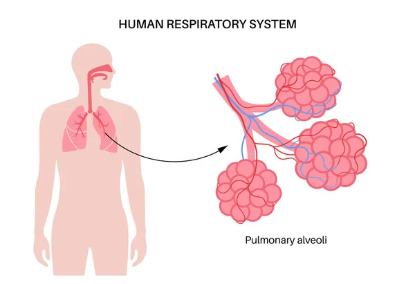 Nsan Solunum Sistemi Anatomik Posteri Ciğerler Bronşiyoller Erkek Siluetinde Pulmoner — Stok Vektör