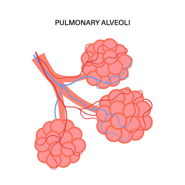 Легочные альвеолы в конце бронхиол. Анатомический плакат дыхательной системы человека. Процесс дыхания. Структура легких и бронхов. Диаграмма образования для векторной иллюстрации клиники