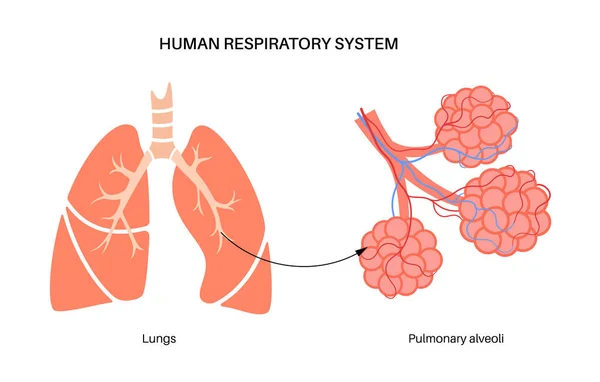 Bronşiyollerin Sonundaki Akciğer Alveolü Nsan Solunum Sistemi Anatomik Posteri Nefes — Stok Vektör