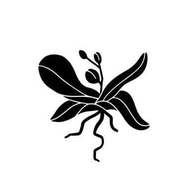 Orchid plant with flowers, bud, and stem. Fresh bouquet of orchidaceae in blossom, leaves and root. Tropical flora, botanical flat vector isolated illustration on white background.