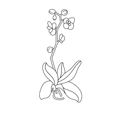 Orchid plant with flowers, bud, and stem. Fresh bouquet of orchidaceae in blossom, leaves and root. Tropical flora, botanical flat vector isolated illustration on white background.