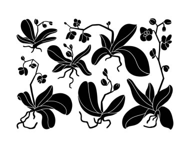 Orchid plant with flowers, bud, and stem. Fresh bouquet of orchidaceae in blossom, leaves and root. Tropical flora, botanical flat vector isolated illustration on white background.