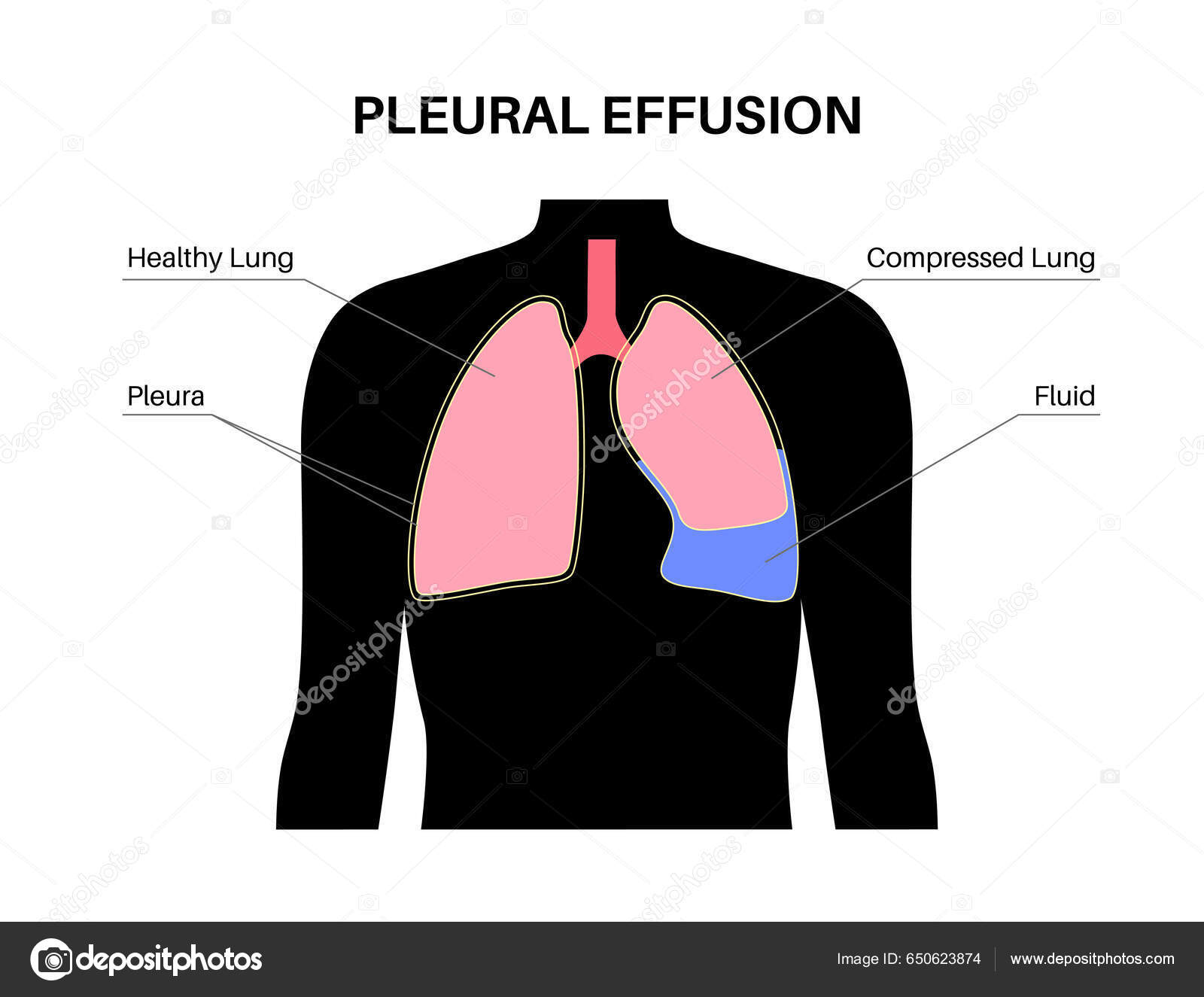 Corpo Humano Dificil