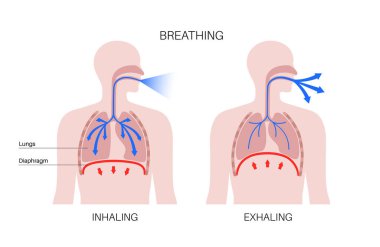 Nefes alma süreci konsepti. Solunum sistemi şeması. Diyafram anatomik poster. İnsan vücudunda solunum. Göğüs, nefes borusu, kaburga ve akciğerleri düz vektör çizimi olan erkek silueti..