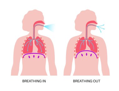 Nefes alma süreci konsepti. Solunum sistemi şeması. Diyafram anatomik poster. İnsan vücudunda solunum. Göğüs, nefes borusu, kaburga ve akciğerleri düz bir tıbbi illüstrasyon olan kadın silueti..
